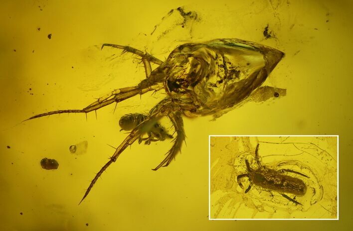 Fossil Springtail (Collembola) & Mite (Acari) in Baltic Amber #200156